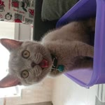 Selda