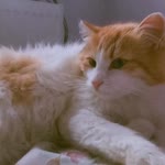 Betül