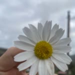 Gülendam