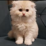 Fayzilat