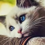 Ebru