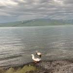 Doğal