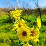 Yolcu