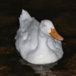Serkan