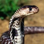 Sıra