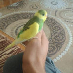 Gürkan
