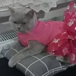 Canan