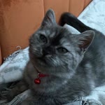 Kerim