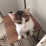 Ali
