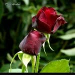 Nimet