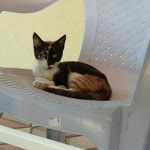 Sanal