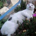 Yaşar
