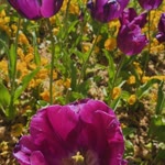 Aslıhan