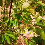 Musa