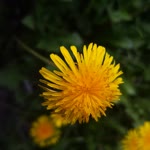 Orhan