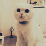 Serdar