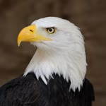 Aykan