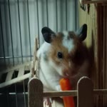 Ali