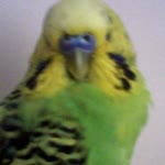 Okan
