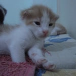 Banu