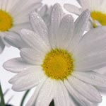 Kübra