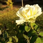Özlem