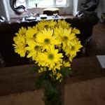 Sibel