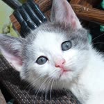 Deniz