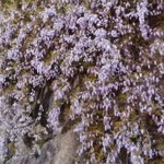 Nuray