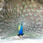 Burhan