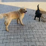 Ümit