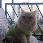 Nejla