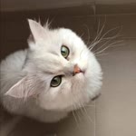 Hülya