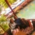Seher