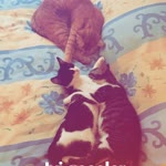 Kedi