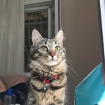 Gülin