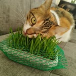 Enes