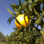 Ergin