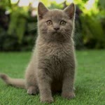 Kamil
