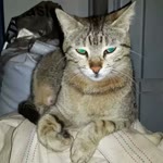 Serkan