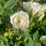 Deniz