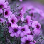 Arzu