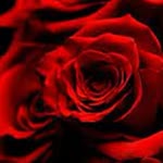 Roza