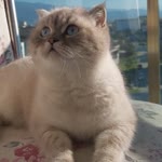 Ayşe