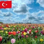 Songul