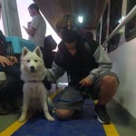 Veysel