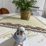 Samed