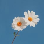 Mislina
