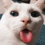 Meva