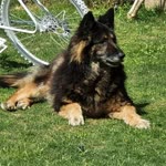Ali